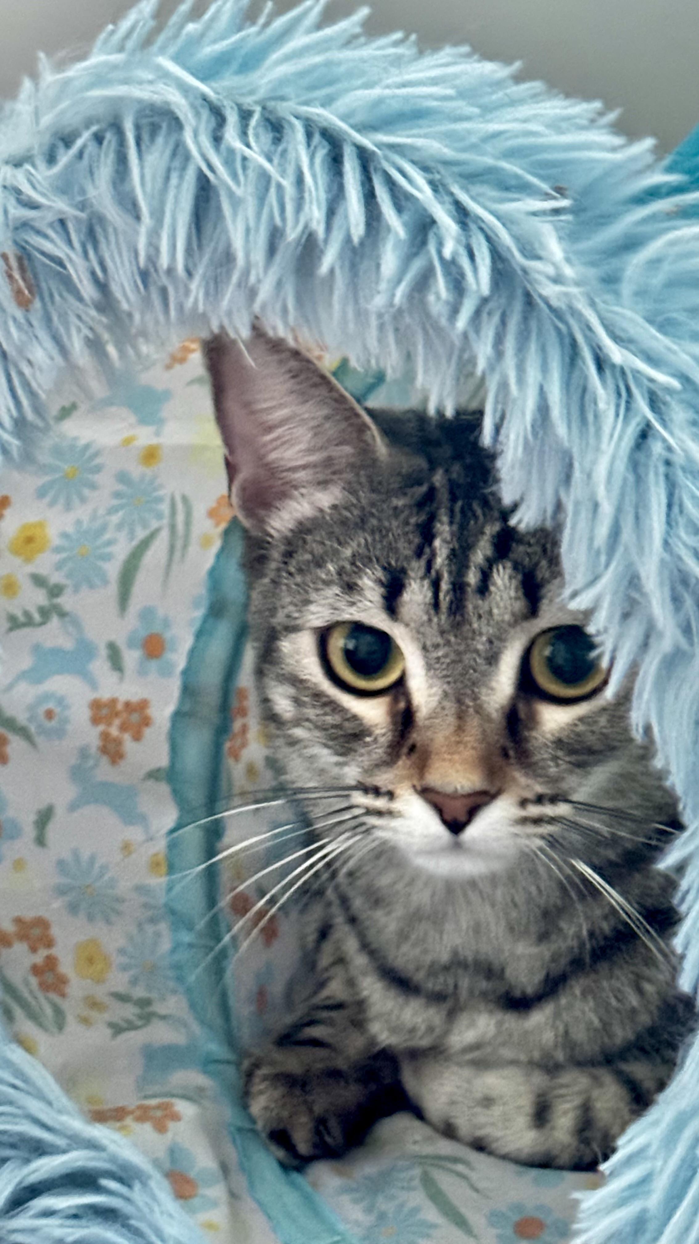 Cocoa Calypso, Adoptable, Adult Female Tabby.