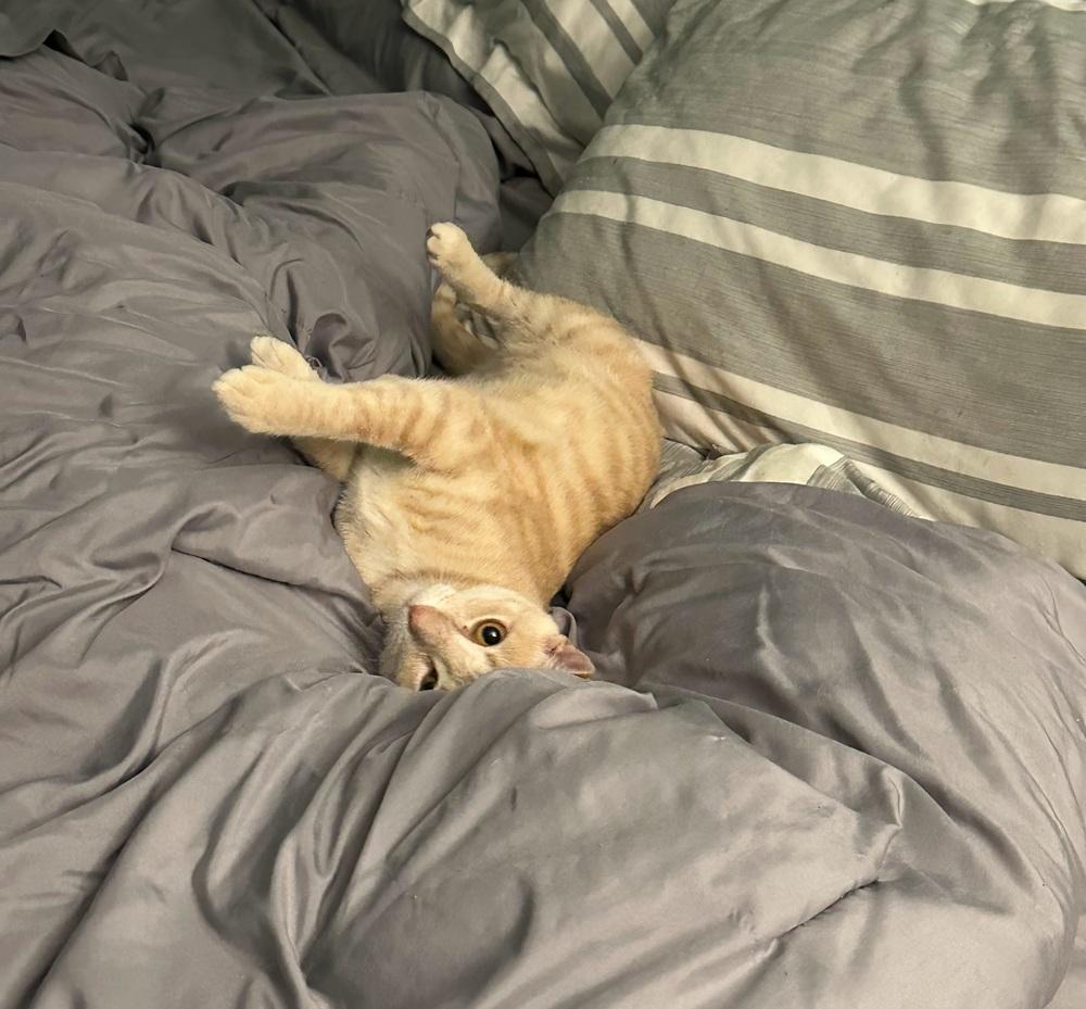 Enlarge Queen Anne, a Adoptable Domestic Short Hair in Hudson, NH image 1/5