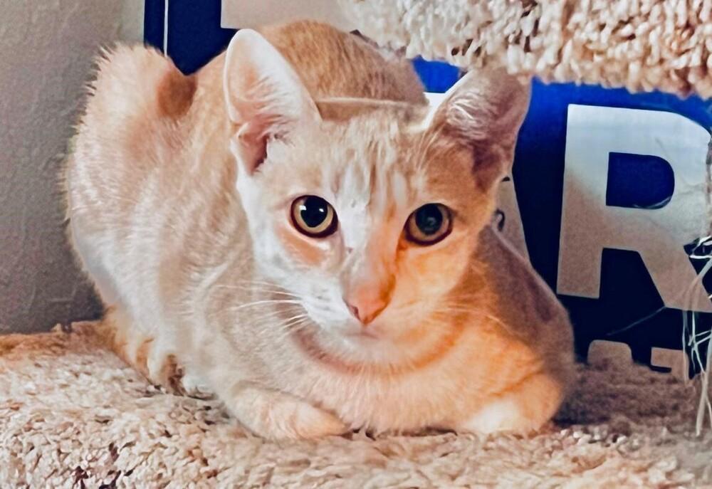 Enlarge Queen Anne, a Adoptable Domestic Short Hair in Hudson, NH image 2/5