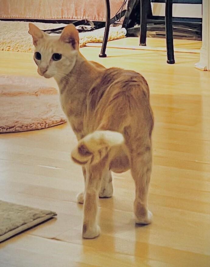 Enlarge Queen Anne, a Adoptable Domestic Short Hair in Hudson, NH image 3/5