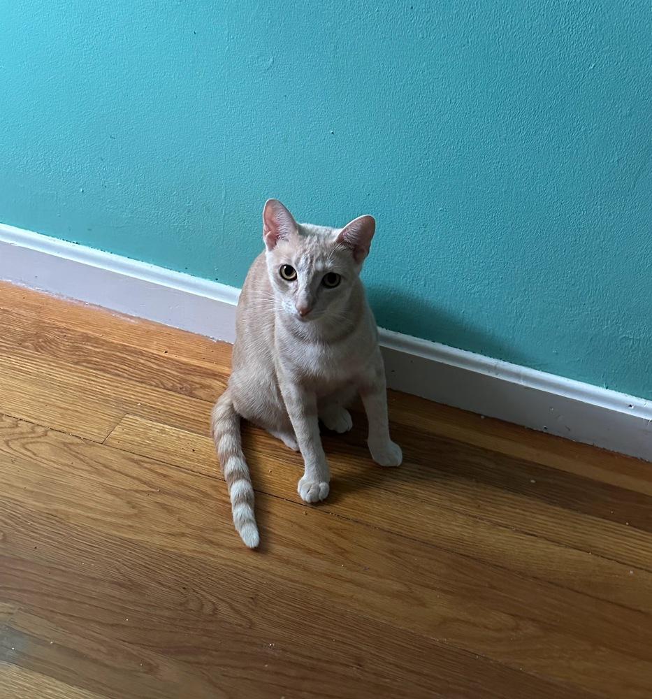 Enlarge Queen Anne, a Adoptable Domestic Short Hair in Hudson, NH image 4/5