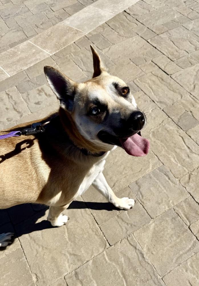 Enlarge HARPER, a Adoptable Shepherd in Beaumont, CA image 2/5