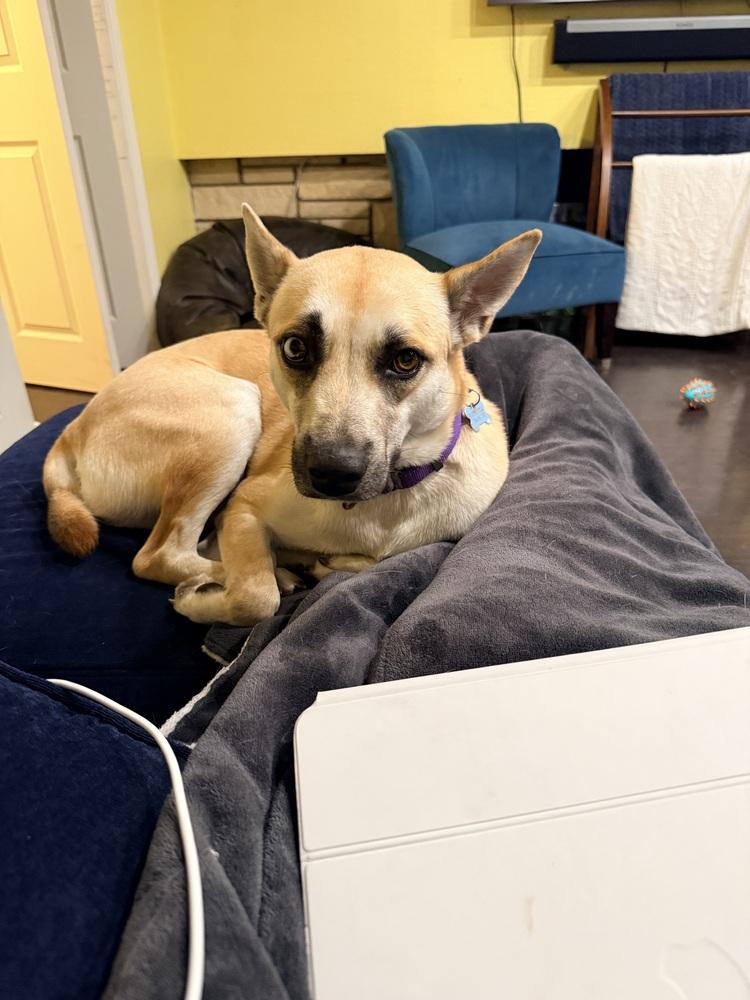 Enlarge HARPER, a Adoptable Shepherd in Beaumont, CA image 3/5