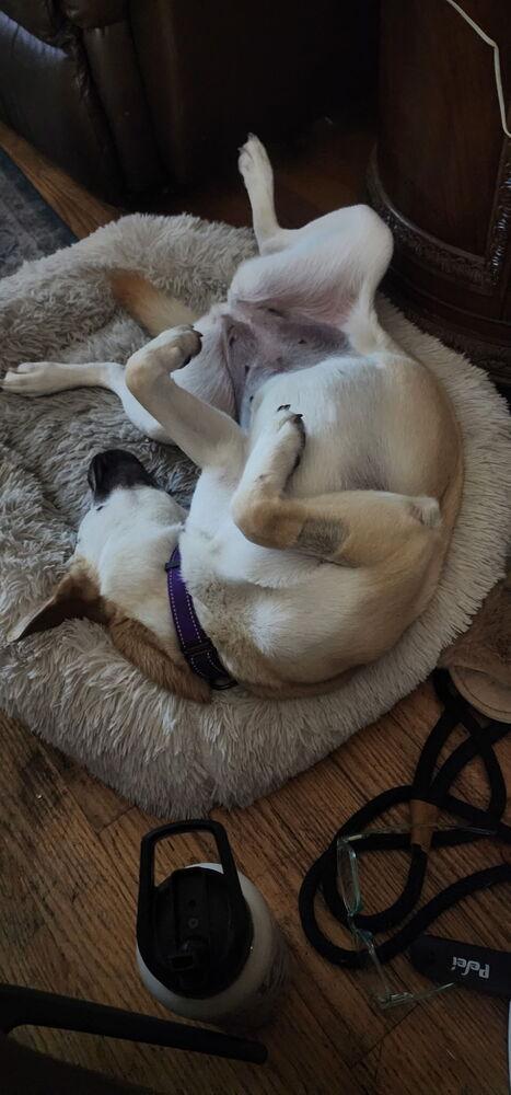 Enlarge HARPER, a Adoptable Shepherd in Beaumont, CA image 4/5