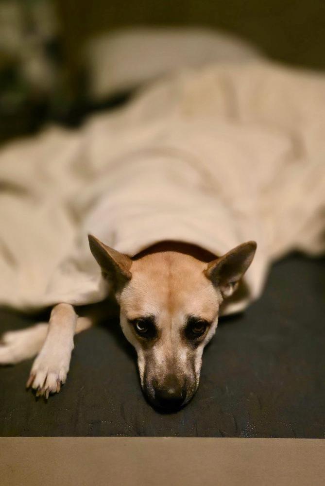 Enlarge HARPER, a Adoptable Shepherd in Beaumont, CA image 5/5