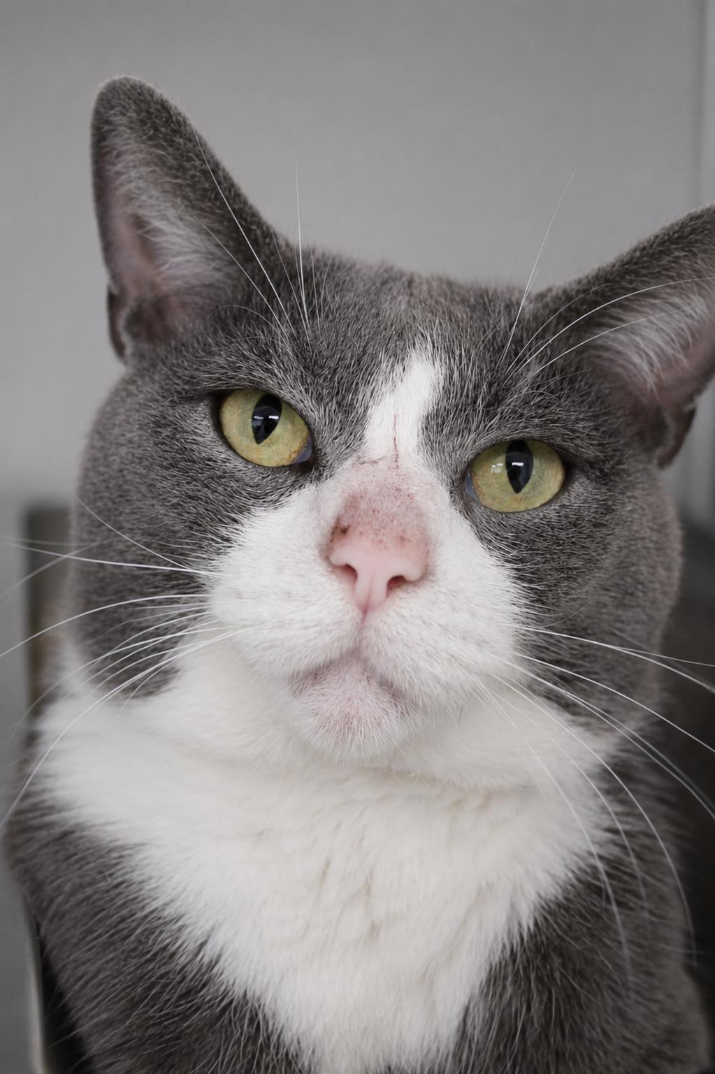 Chip, ADOPTABLE, Adult Male Domestic Short Hair.