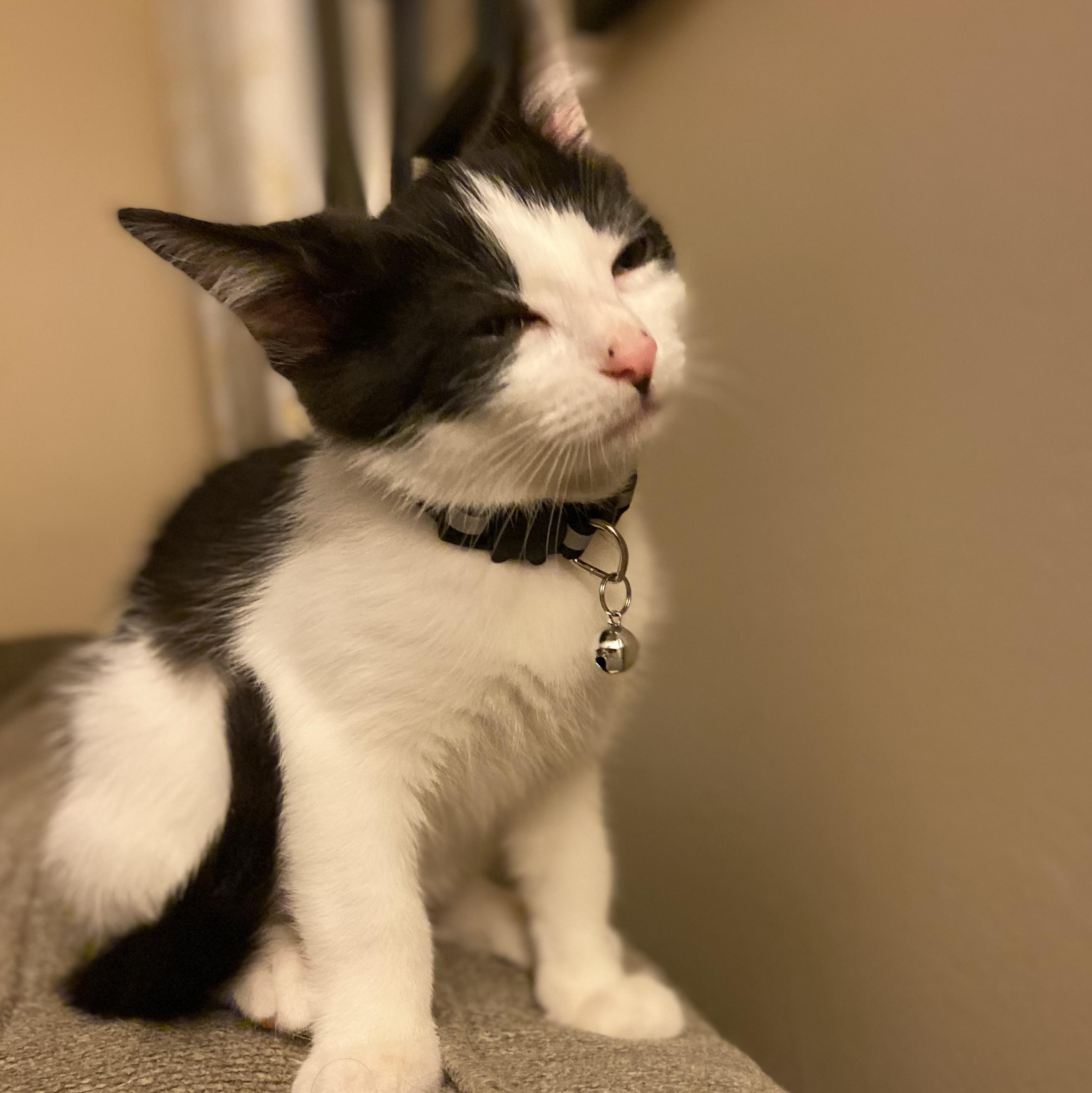 Enlarge Pint, a ADOPTABLE Domestic Short Hair in Louisville, KY image 1/5