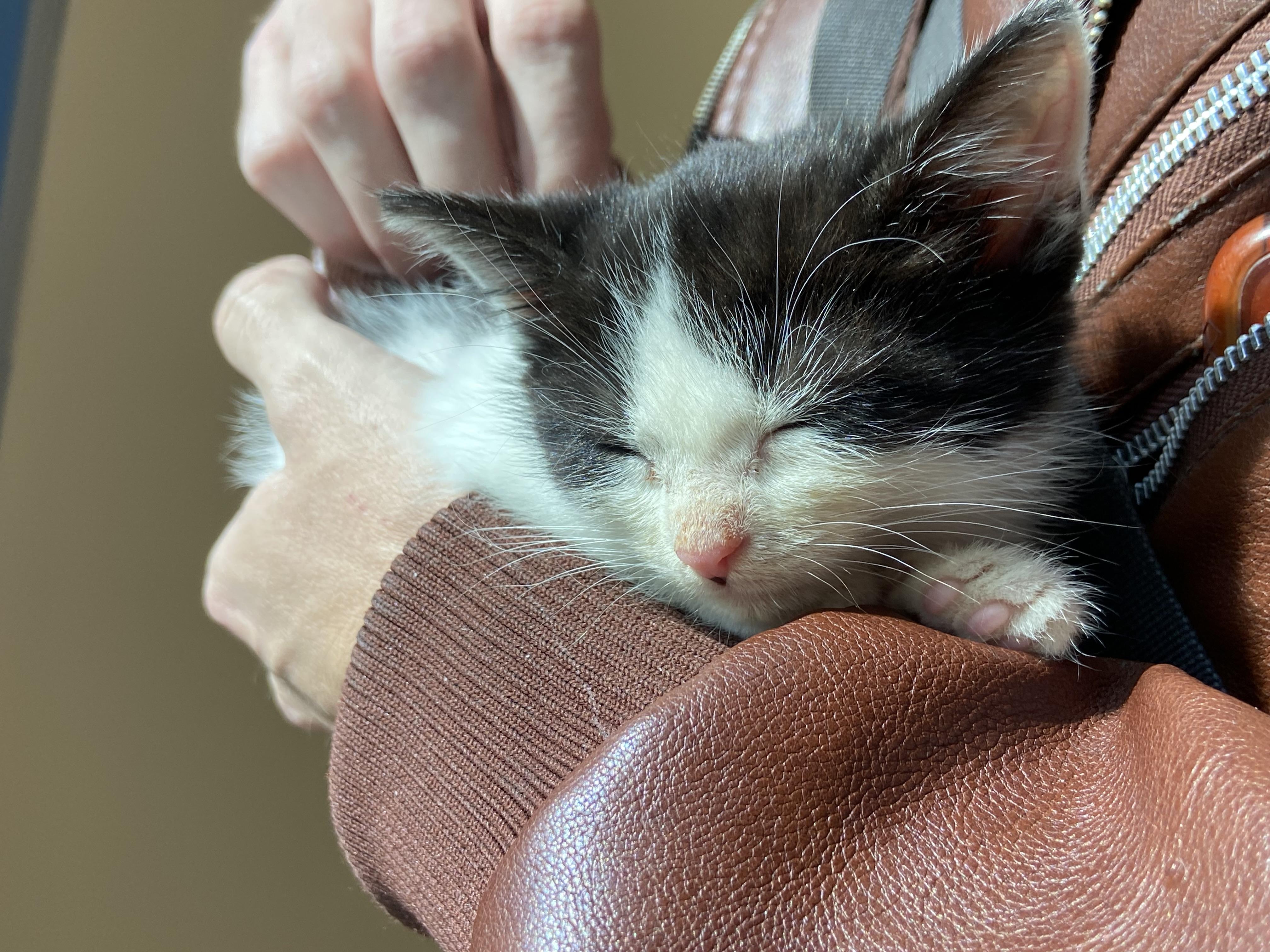 Enlarge Pint, a ADOPTABLE Domestic Short Hair in Louisville, KY image 3/5