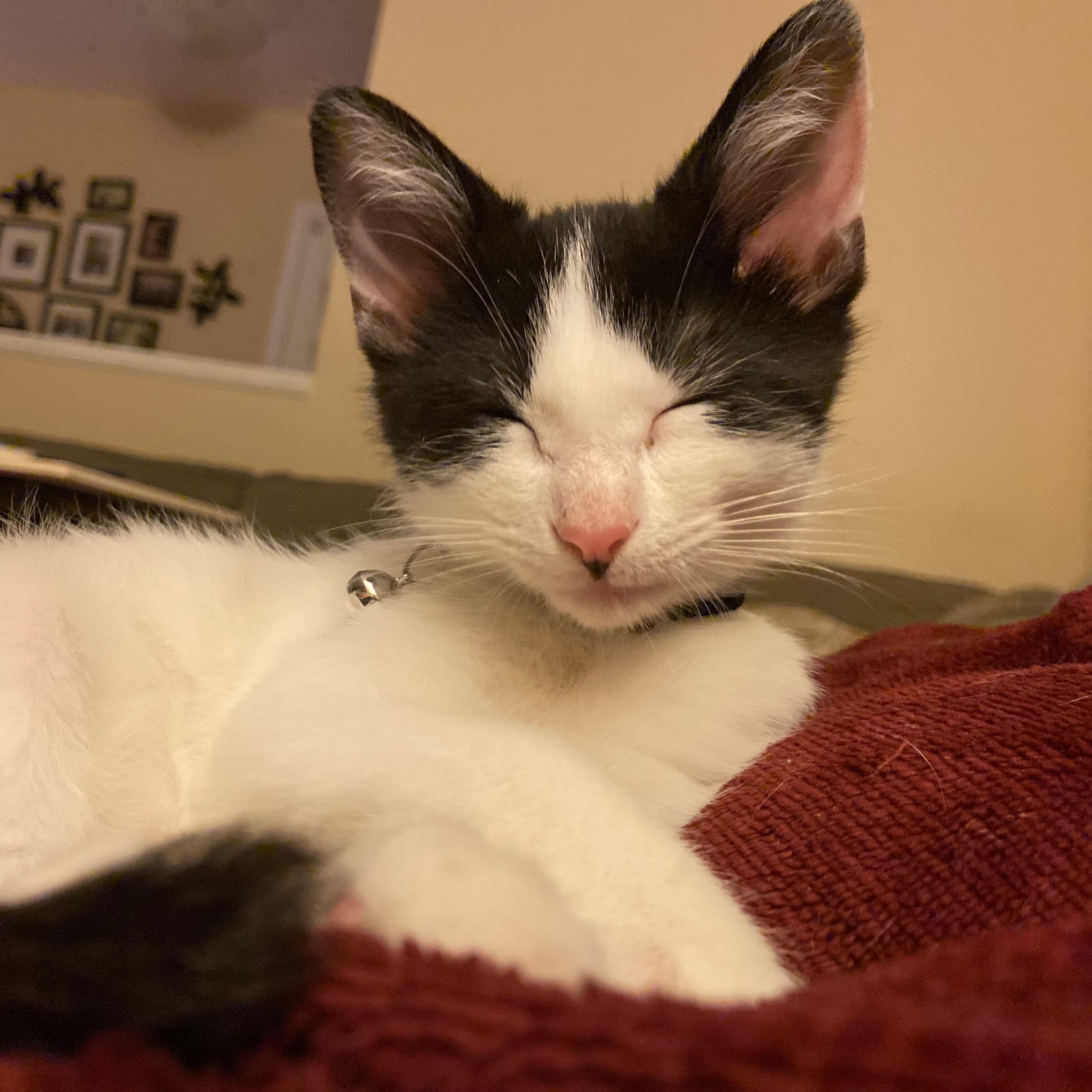 Enlarge Pint, a ADOPTABLE Domestic Short Hair in Louisville, KY image 4/5