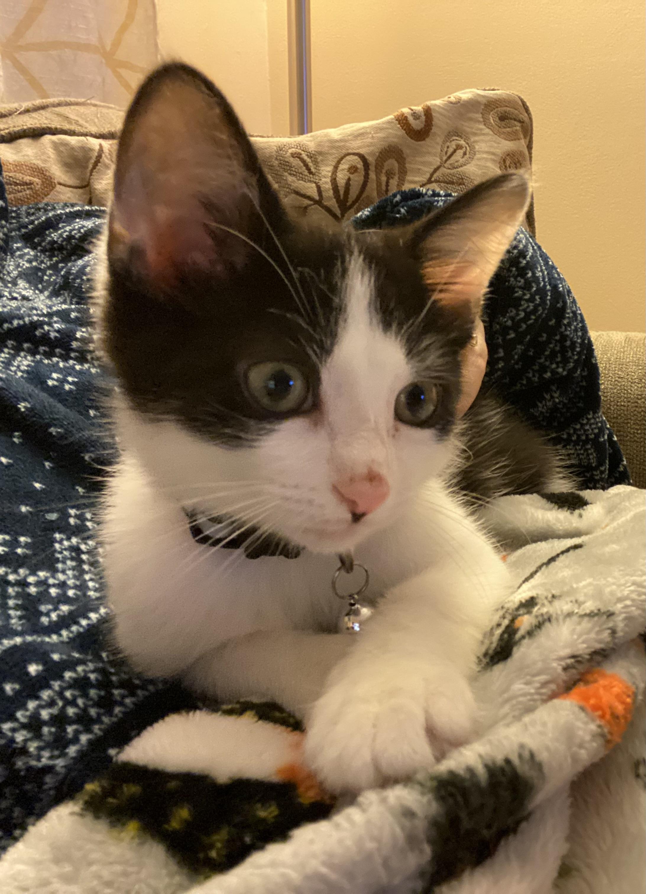 Enlarge Pint, a ADOPTABLE Domestic Short Hair in Louisville, KY image 5/5