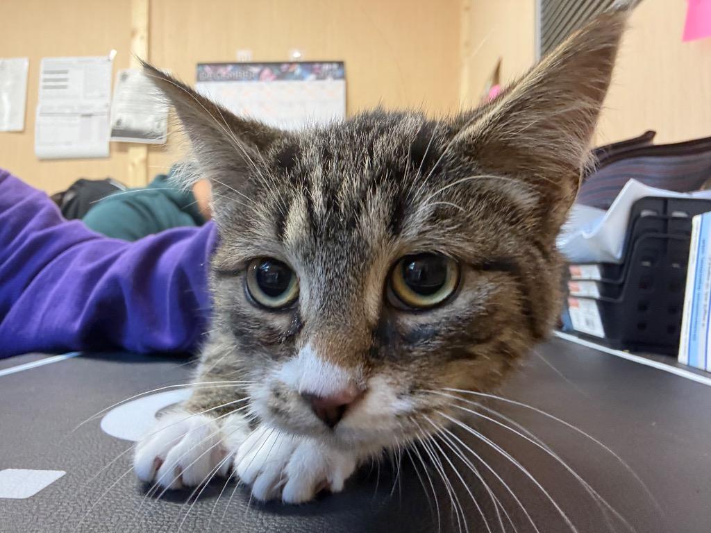 Pumpkin, Adoptable, Kitten Male Domestic Short Hair.