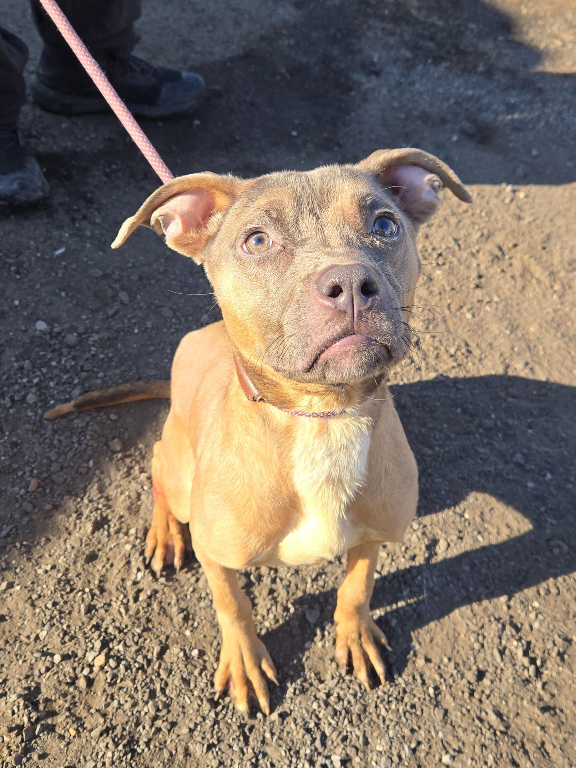 Enlarge Sophie, an adopted Pit Bull Terrier in Trenton, NJ image 1/2