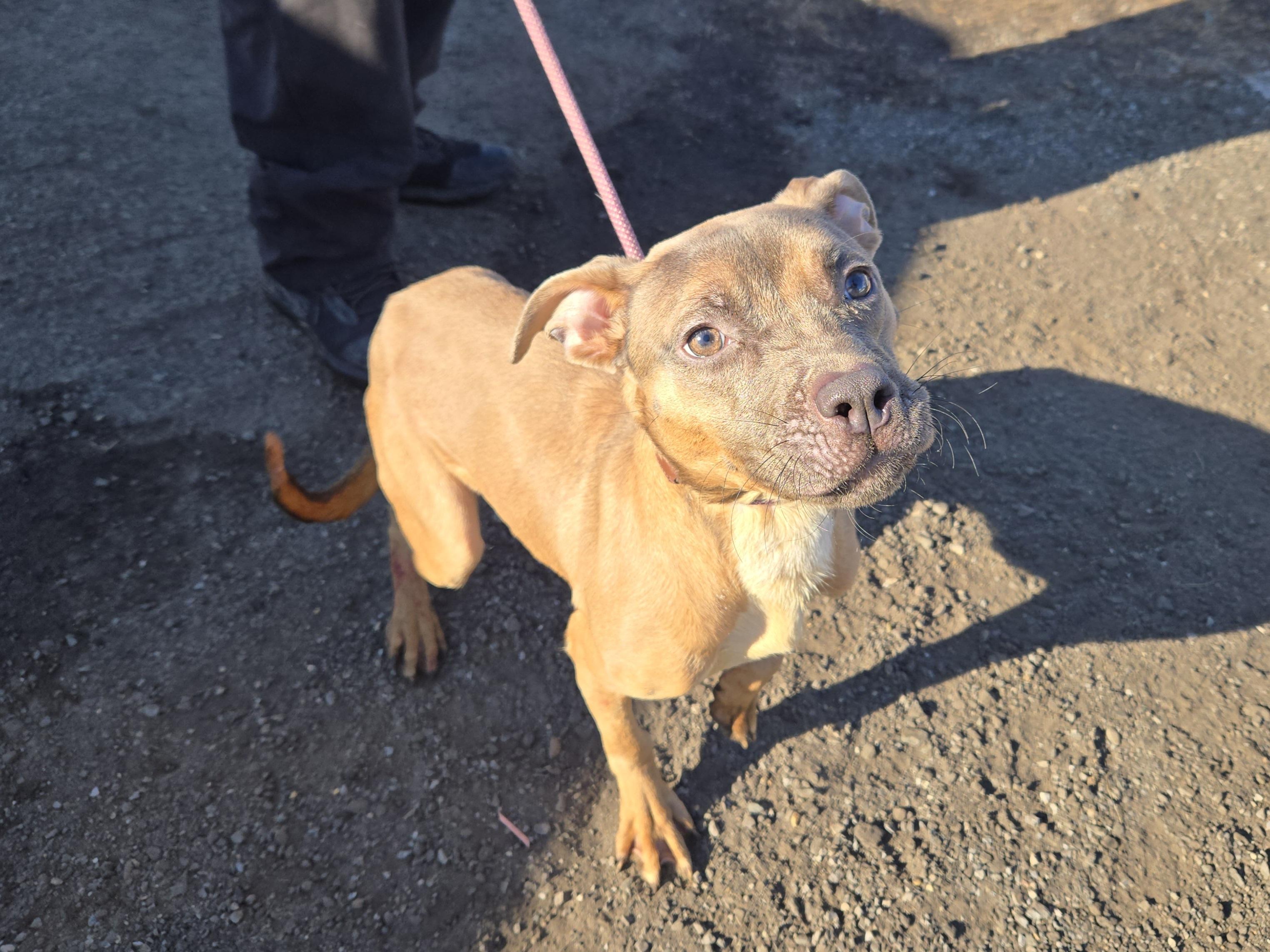 Enlarge Sophie, an adopted Pit Bull Terrier in Trenton, NJ image 2/2