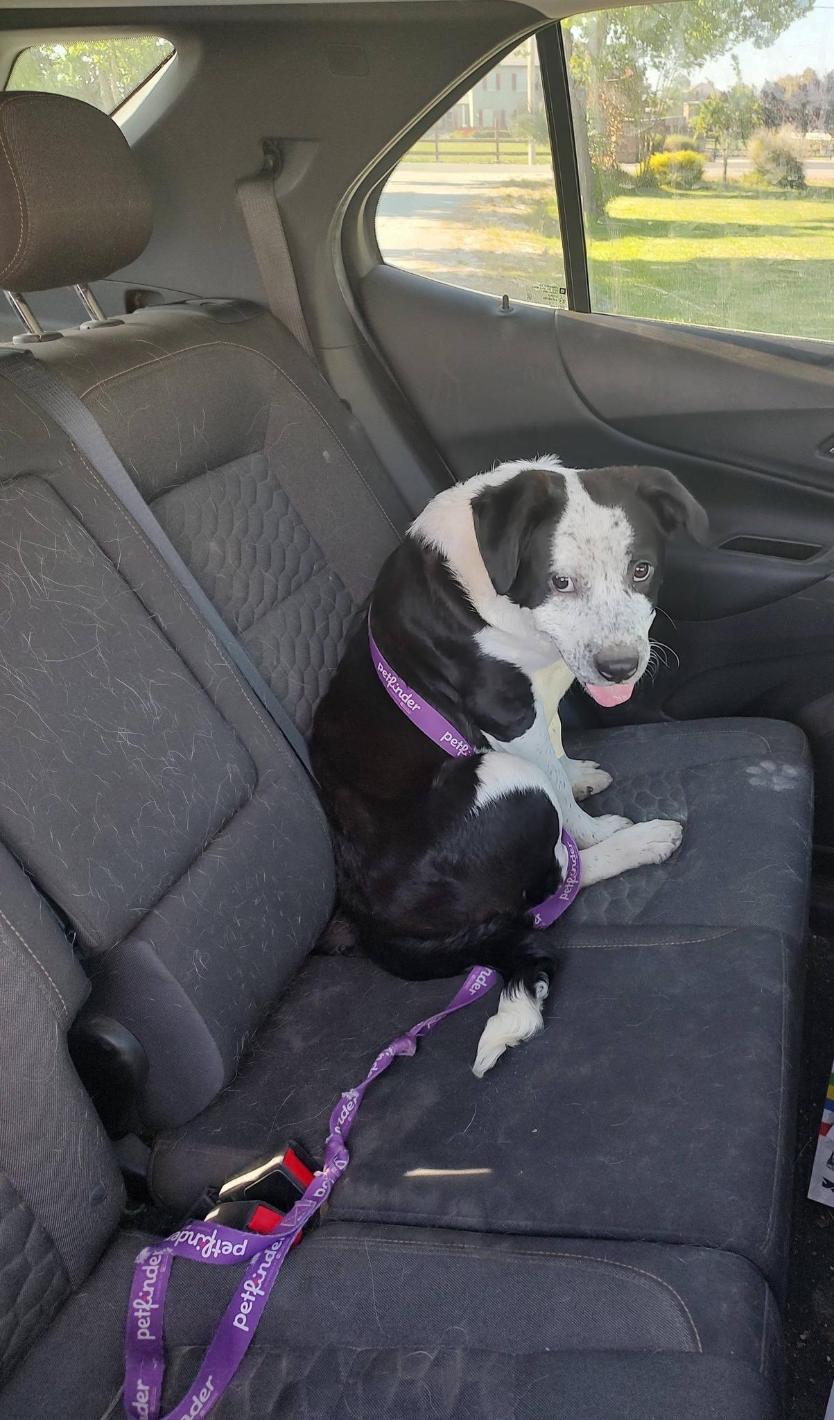 Parsley, adopted, Young Male American Staffordshire Terrier & Boxer.