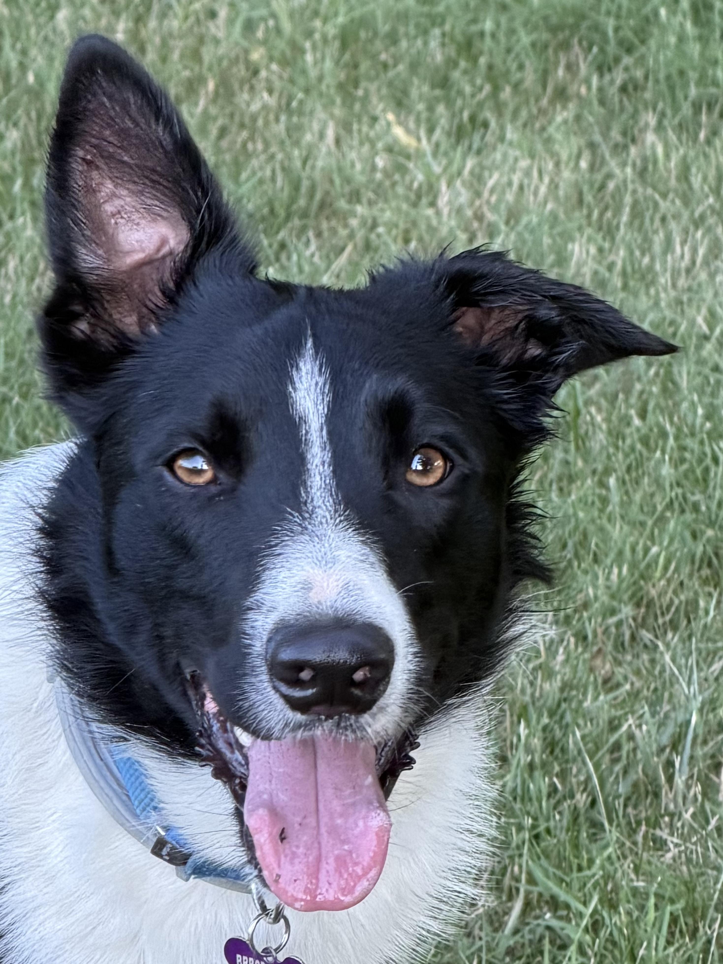 Clark 17 Months, ADOPTABLE, Young Male Border Collie.