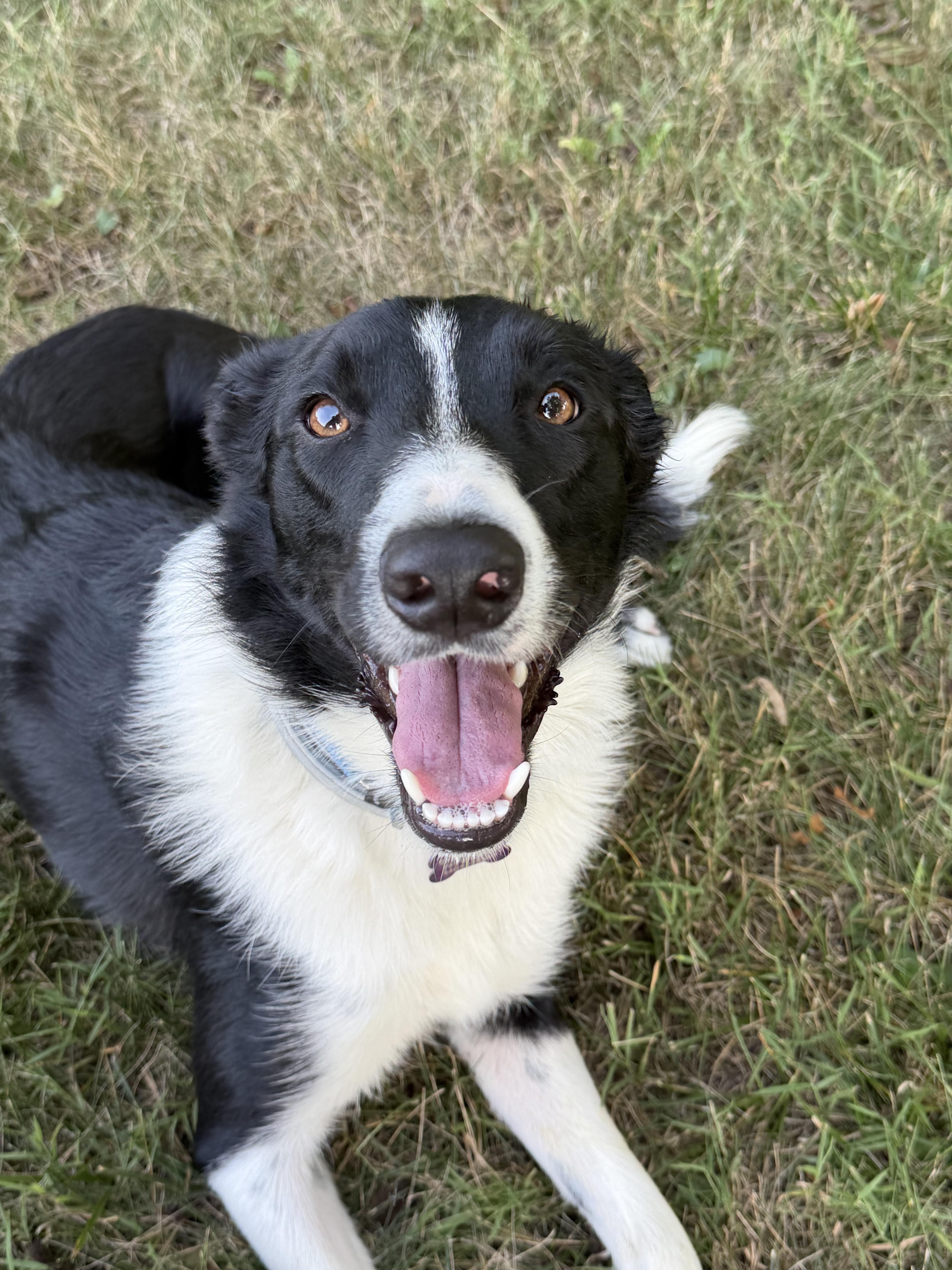 Enlarge Clark 17 Months, a ADOPTABLE Border Collie in Grottoes, VA image 3/5