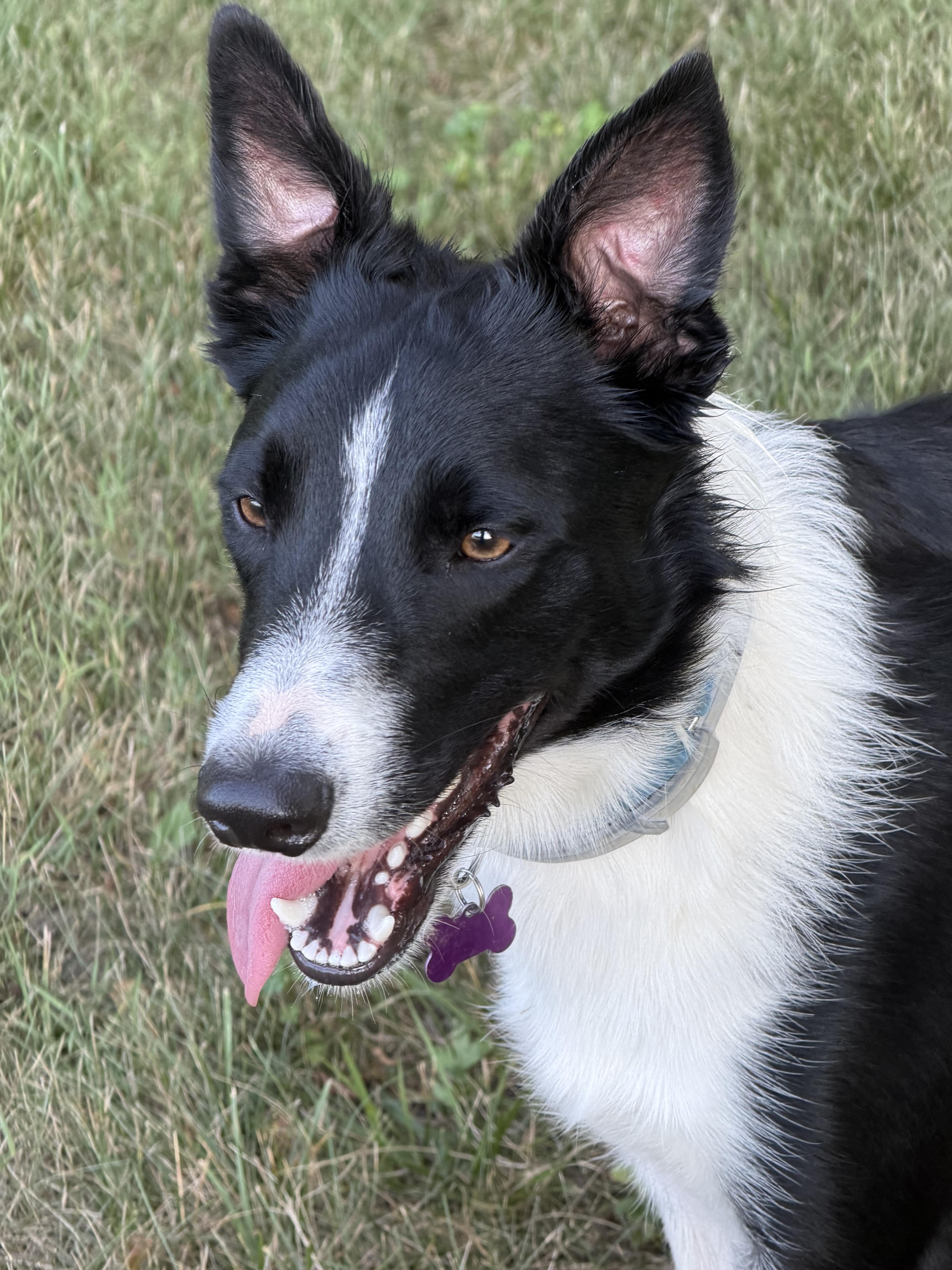 Enlarge Clark 17 Months, a ADOPTABLE Border Collie in Grottoes, VA image 4/5
