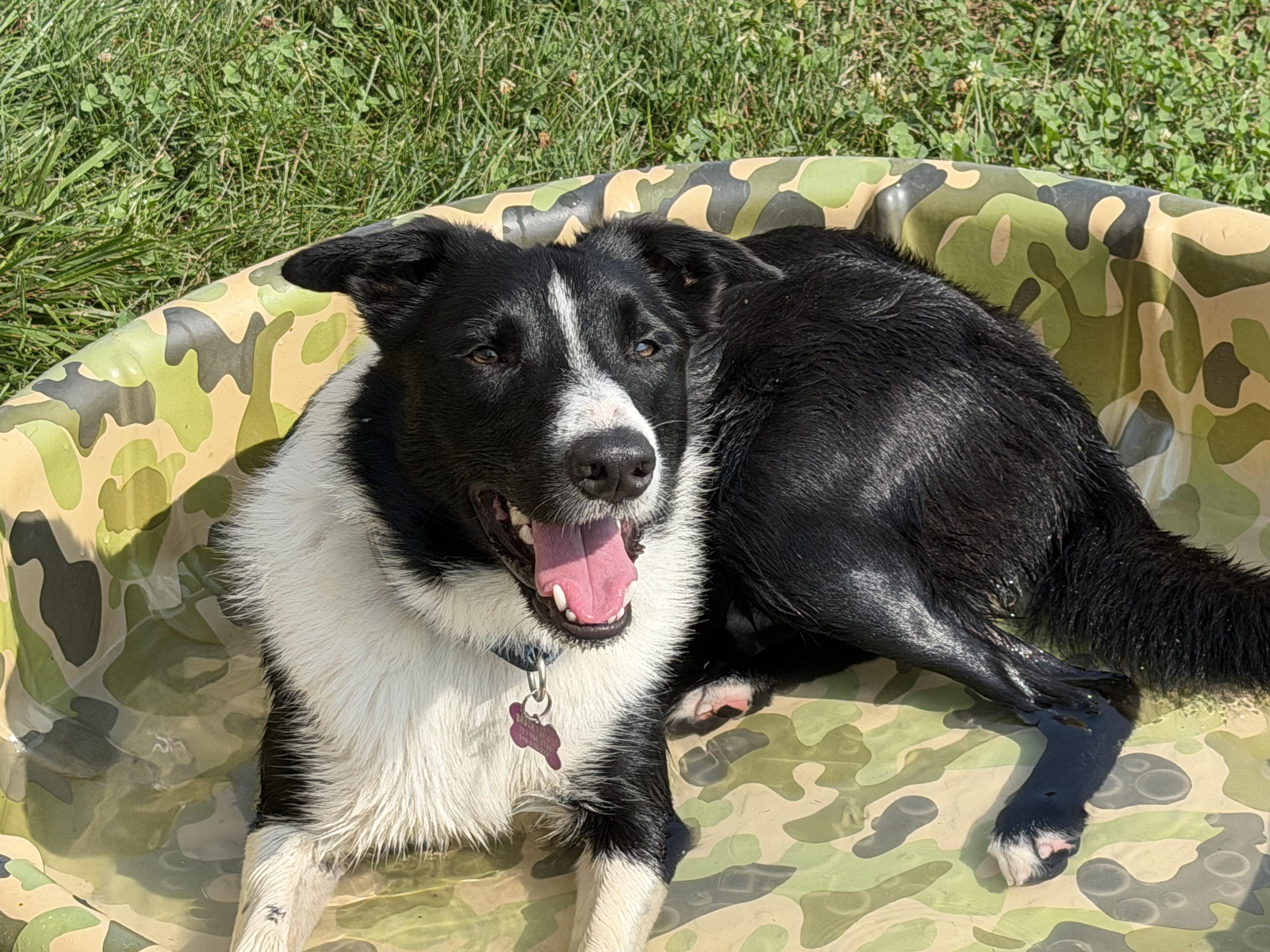 Enlarge Clark 17 Months, a ADOPTABLE Border Collie in Grottoes, VA image 2/5
