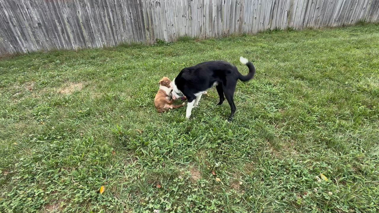 Enlarge Clark 17 Months, a ADOPTABLE Border Collie in Grottoes, VA video 5/5