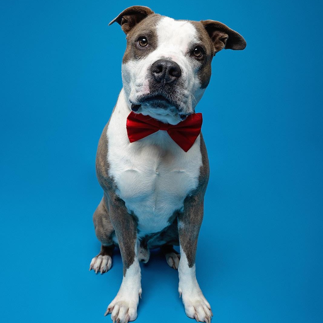 Chip, Adoptable, Adult Male Pit Bull Terrier.