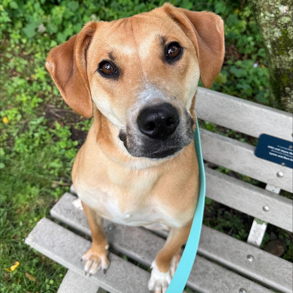 Jumba, Adoptable, Young Male Labrador Retriever & Beagle.
