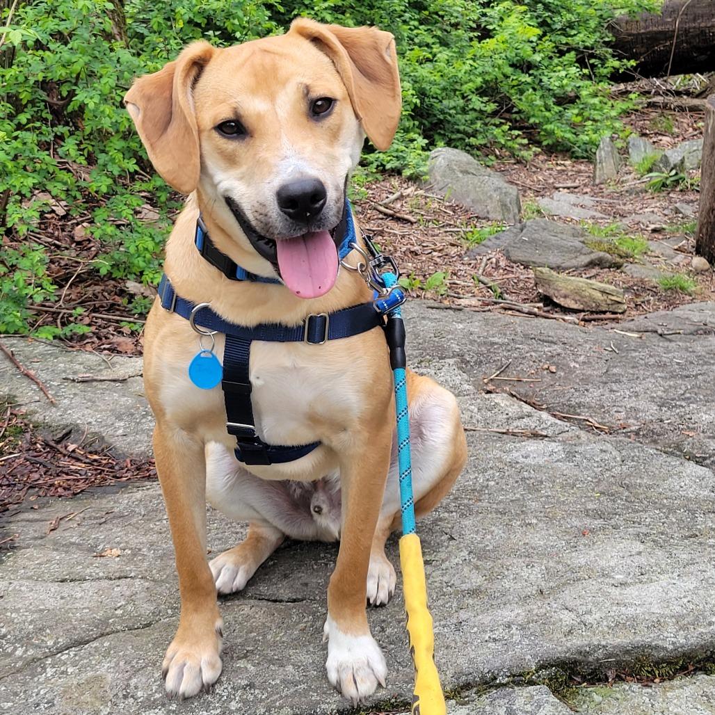 Enlarge Jumba, a Adoptable mixed breed in Briarcliff Manor, NY image 2/5