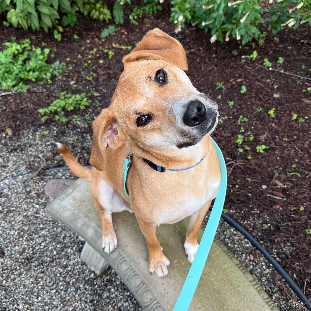 Enlarge Jumba, a Adoptable mixed breed in Briarcliff Manor, NY image 3/5