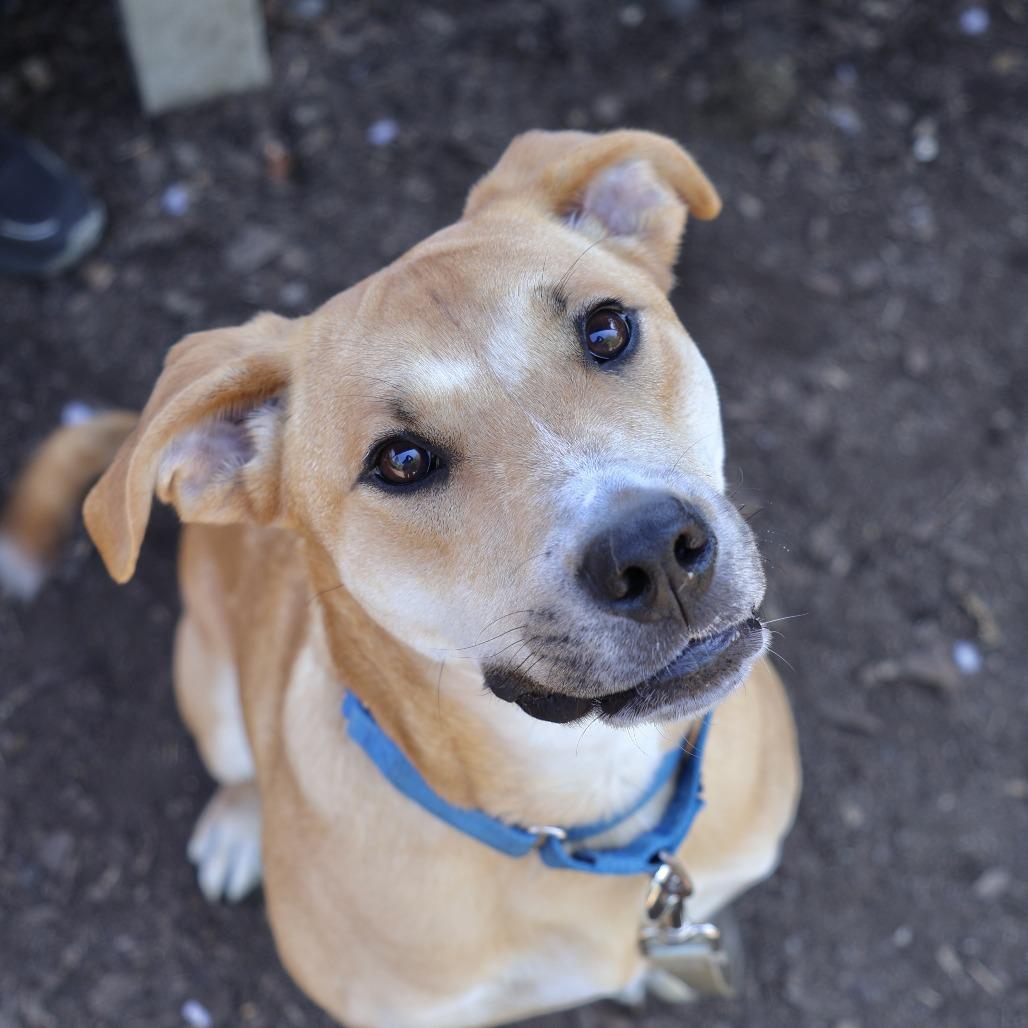 Enlarge Jumba, a Adoptable mixed breed in Briarcliff Manor, NY image 4/5