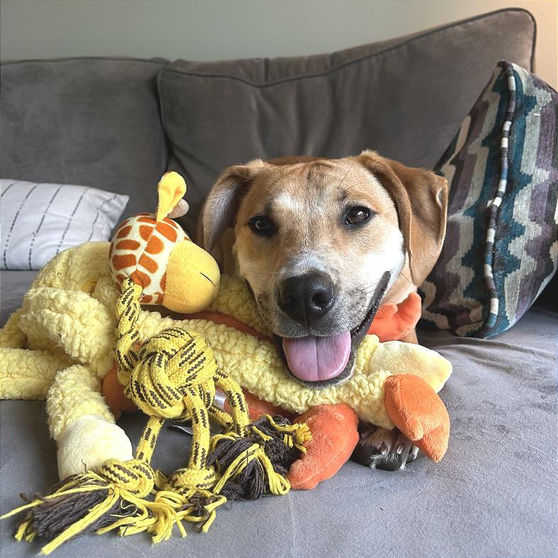 Enlarge Jumba, a Adoptable mixed breed in Briarcliff Manor, NY image 5/5