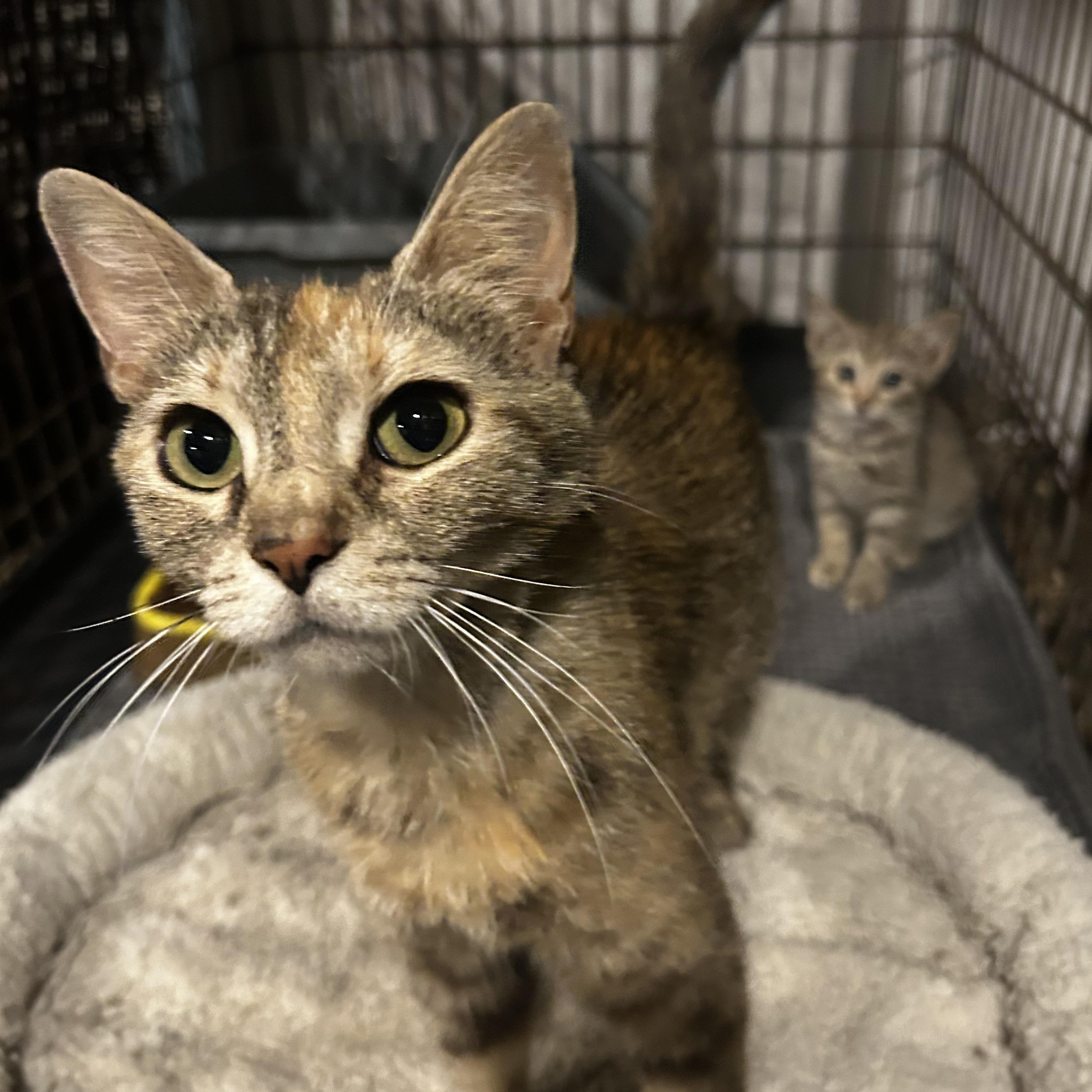 Paris, a ADOPTABLE Domestic Short Hair in Baltimore, MD image 2/2