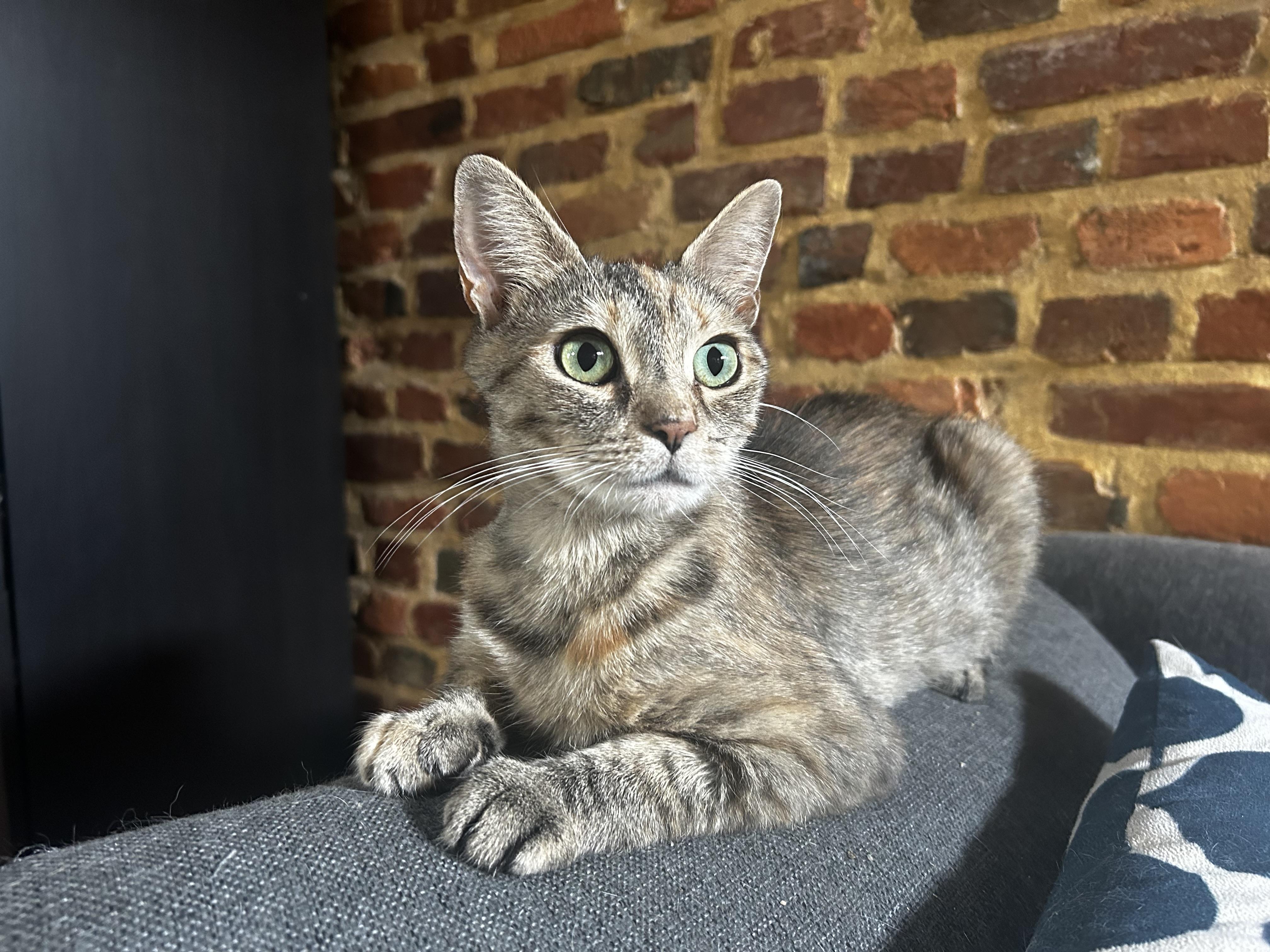Paris, ADOPTABLE, Young Female Domestic Short Hair.