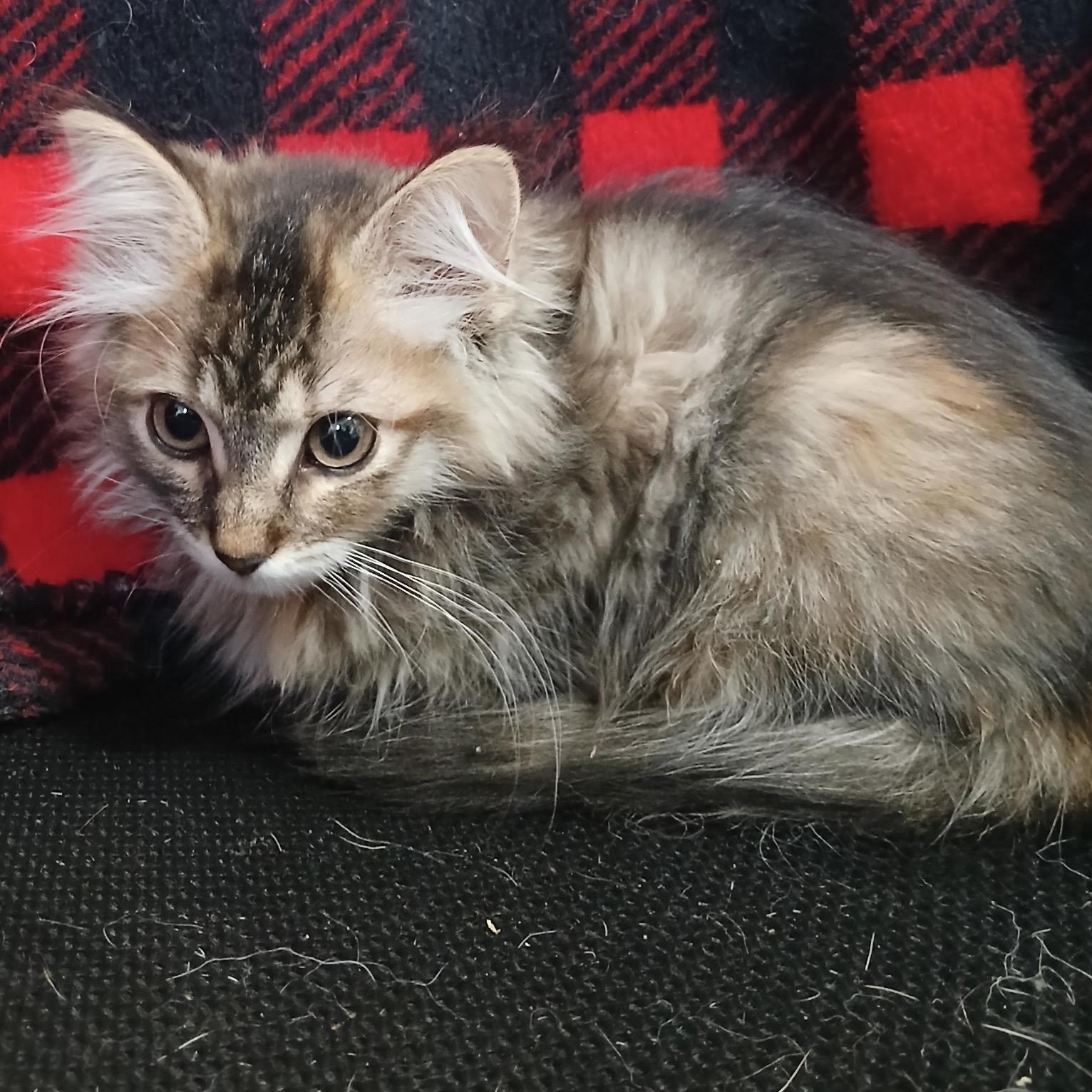 Enlarge Marie, an adopted Domestic Long Hair in Portland, OR image 2/2