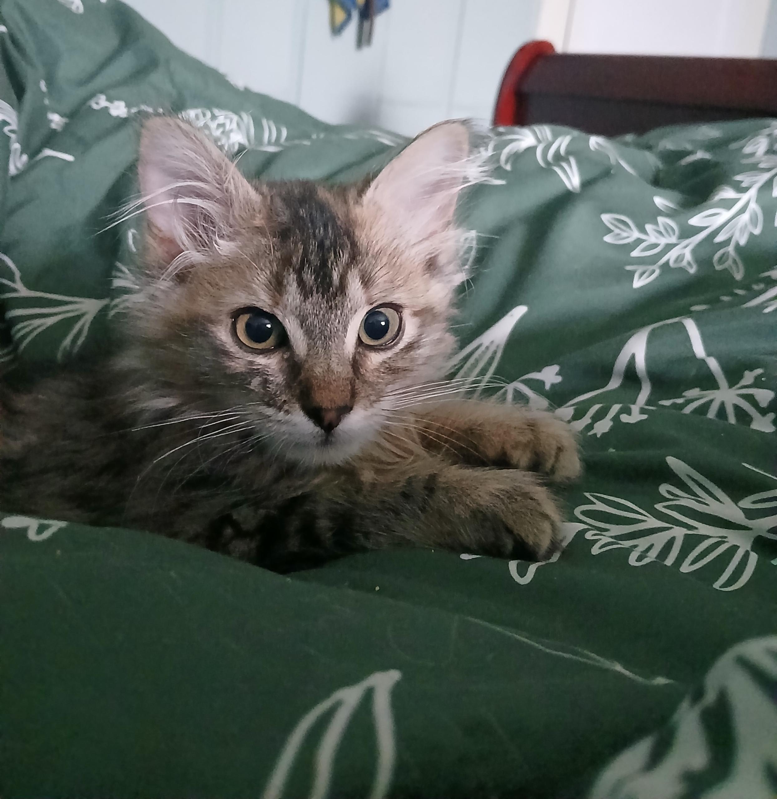 Enlarge Marie, an adopted Domestic Long Hair in Portland, OR image 1/2