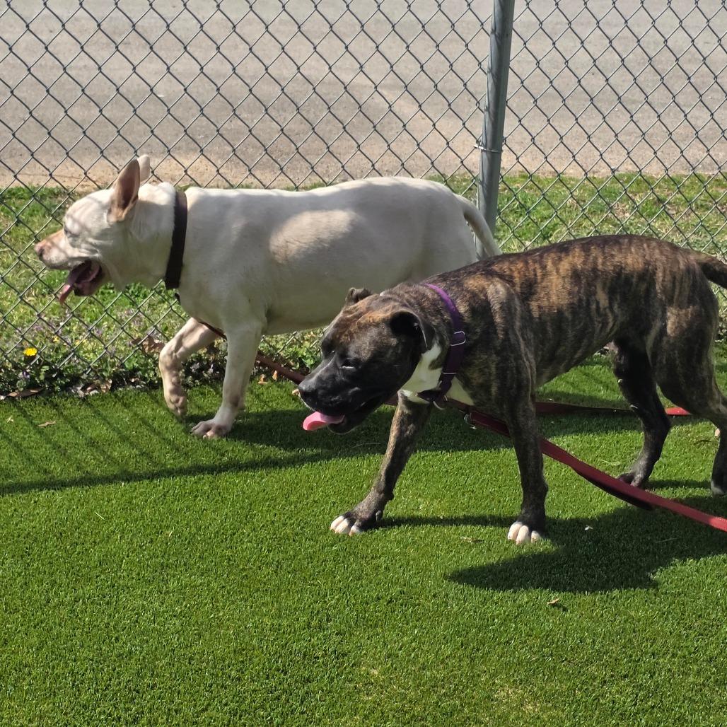 Princess Fiona, a Adoptable Mixed Breed in Huntsville, AL image 2/5