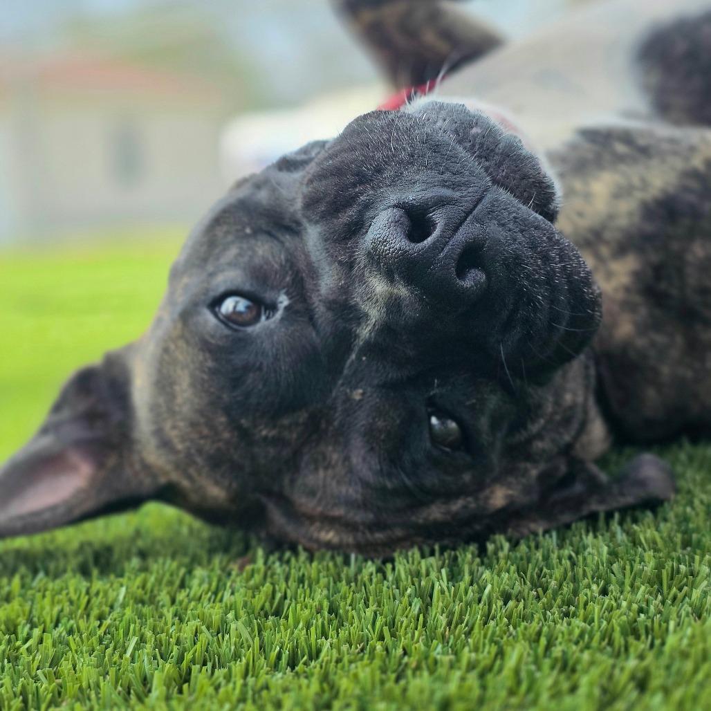 Princess Fiona, a Adoptable Mixed Breed in Huntsville, AL image 3/5