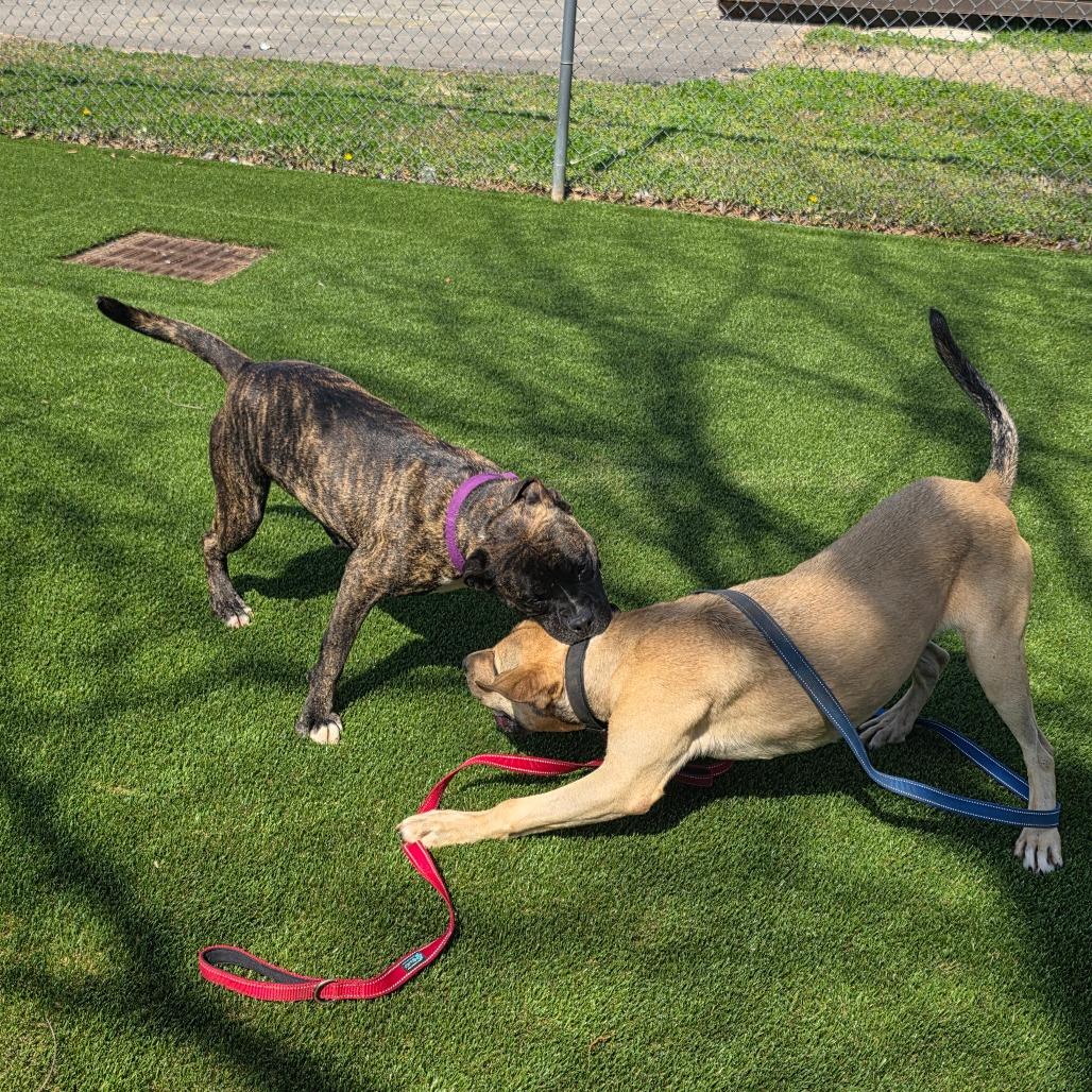 Princess Fiona, a Adoptable Mixed Breed in Huntsville, AL image 4/5
