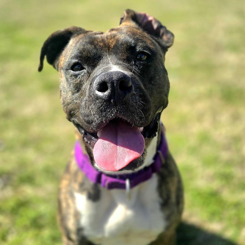 Princess Fiona, a Adoptable Mixed Breed in Huntsville, AL image 5/5