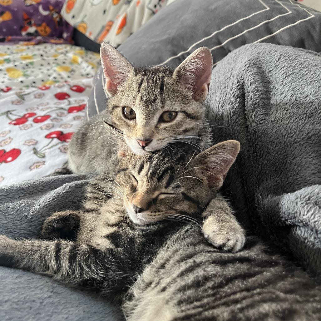 Swiss Miss (and Theo), Adoptable, Kitten Male Domestic Short Hair.