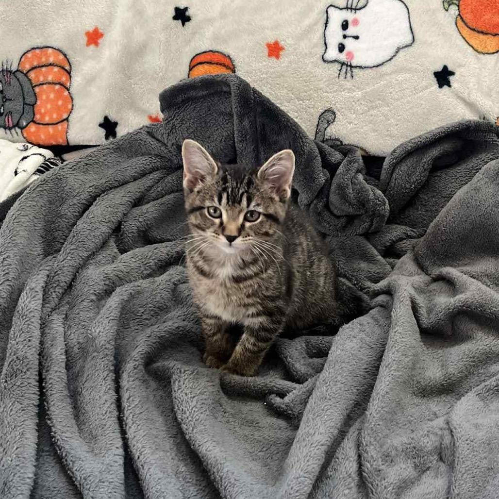 Swiss Miss (and Theo), a Adoptable Domestic Short Hair in Columbia, MO image 3/6