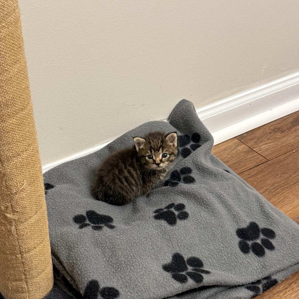 Swiss Miss (and Theo), a Adoptable Domestic Short Hair in Columbia, MO image 4/6