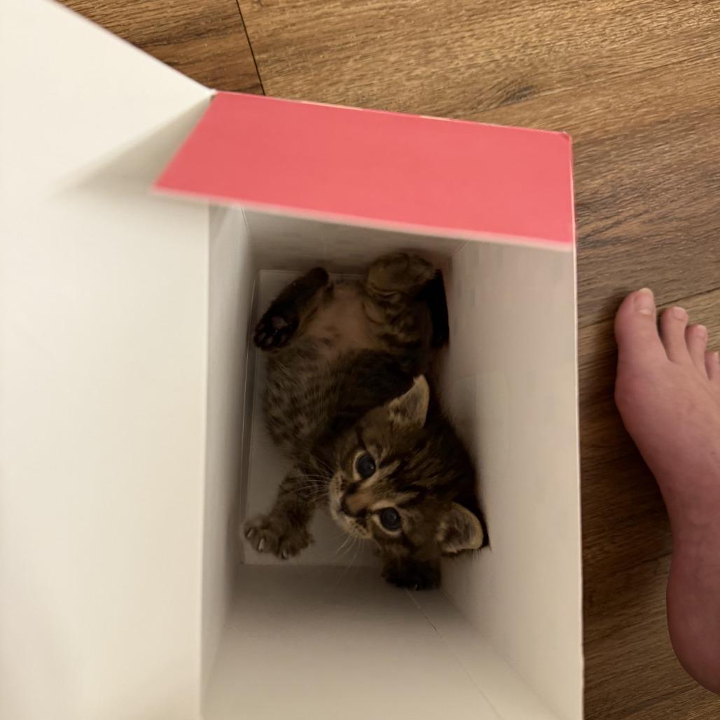 Swiss Miss (and Theo), a Adoptable Domestic Short Hair in Columbia, MO image 5/6