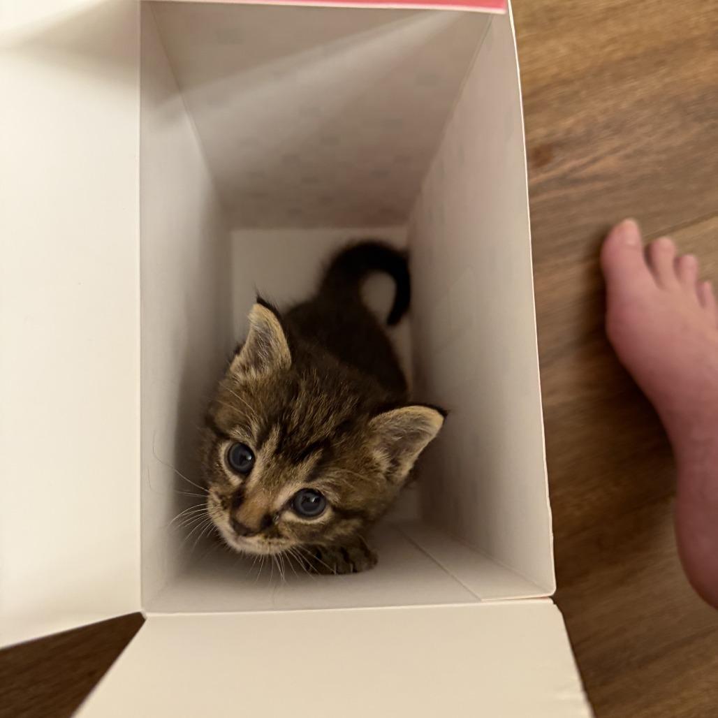 Swiss Miss (and Theo), a Adoptable Domestic Short Hair in Columbia, MO image 6/6