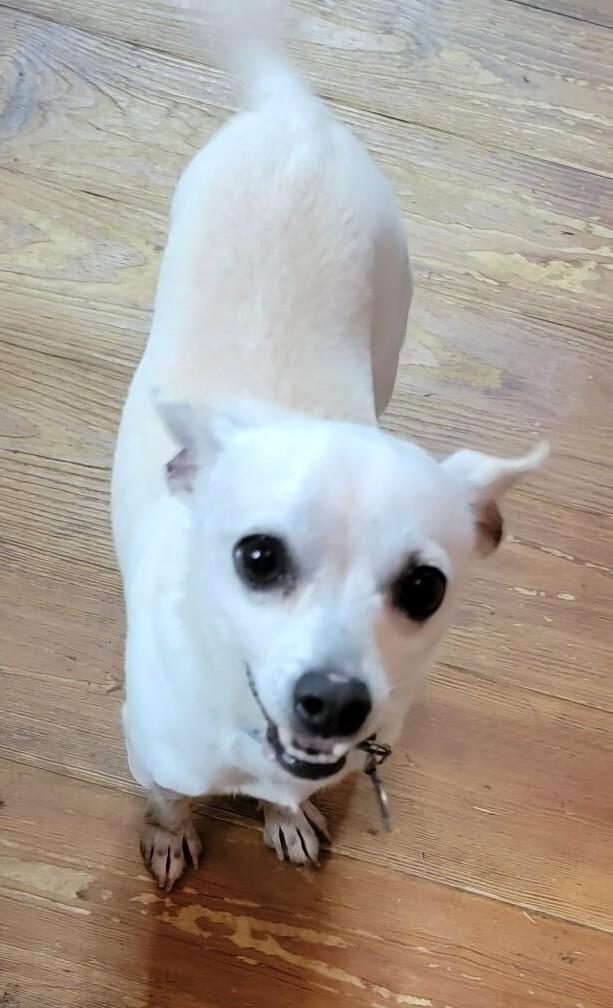 Enlarge Bolt, an adopted Chihuahua in Van Alstyne, TX image 2/6