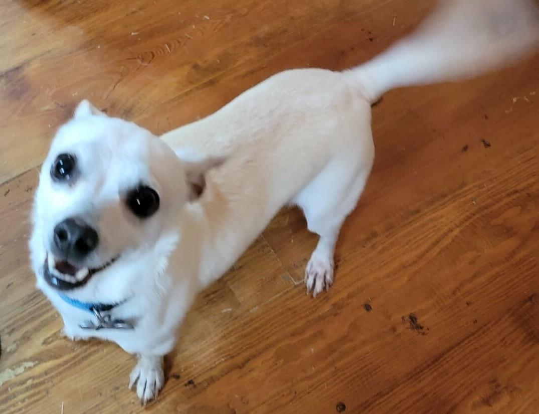 Enlarge Bolt, an adopted Chihuahua in Van Alstyne, TX image 3/6