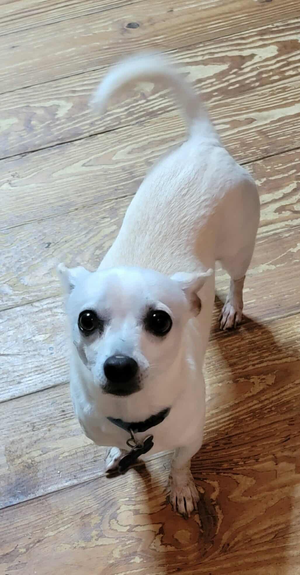 Enlarge Bolt, an adopted Chihuahua in Van Alstyne, TX image 4/6