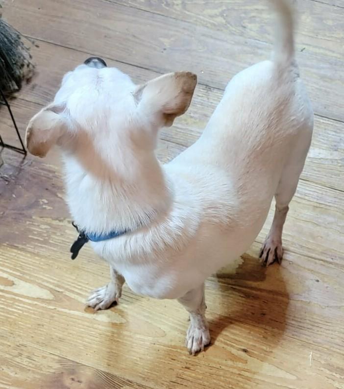 Enlarge Bolt, an adopted Chihuahua in Van Alstyne, TX image 5/6