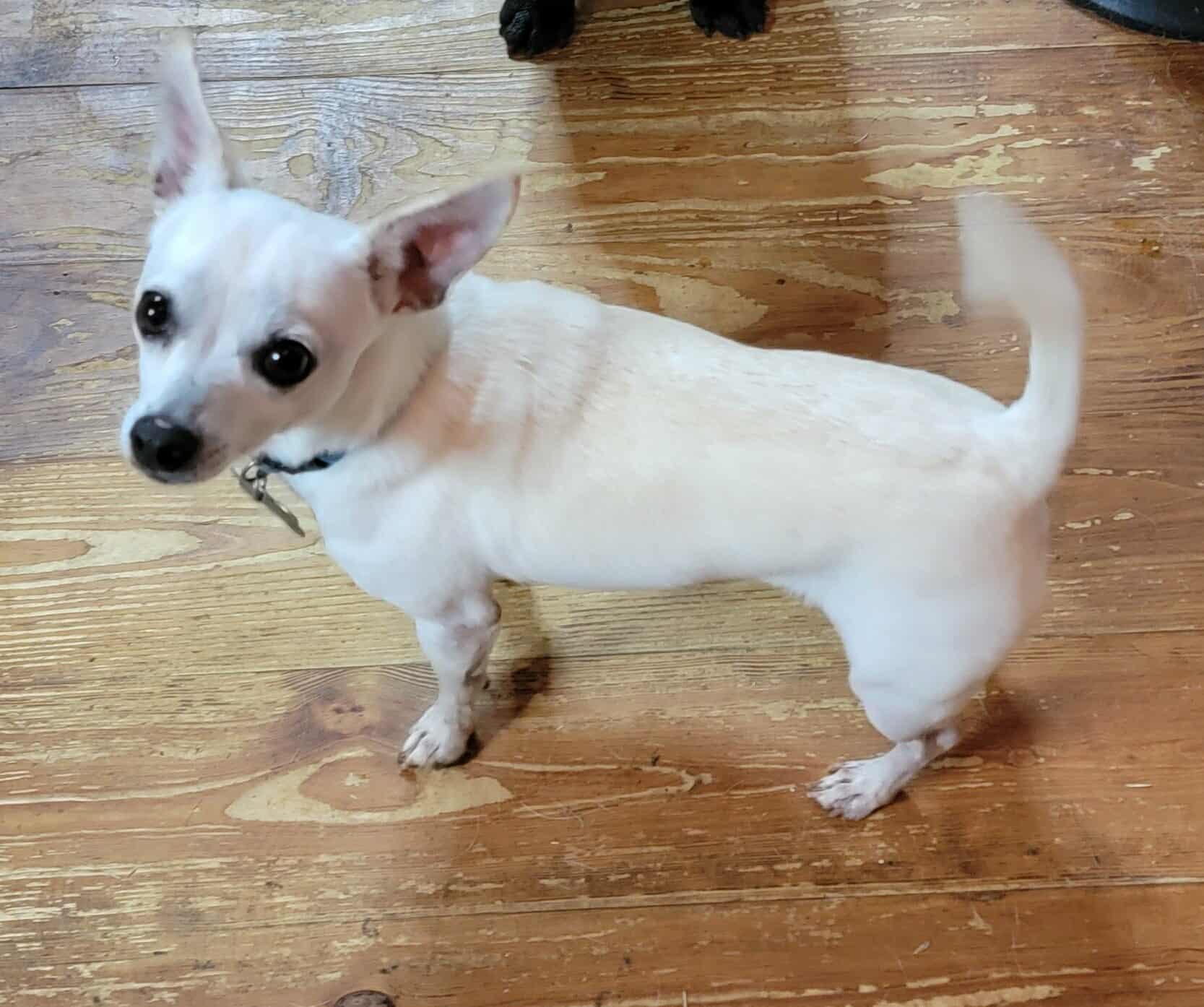 Enlarge Bolt, an adopted Chihuahua in Van Alstyne, TX image 6/6