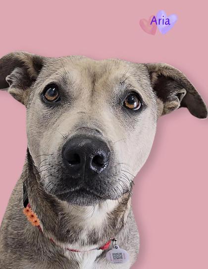 Aria, Adoptable, Adult Female Black Mouth Cur & Mixed Breed.