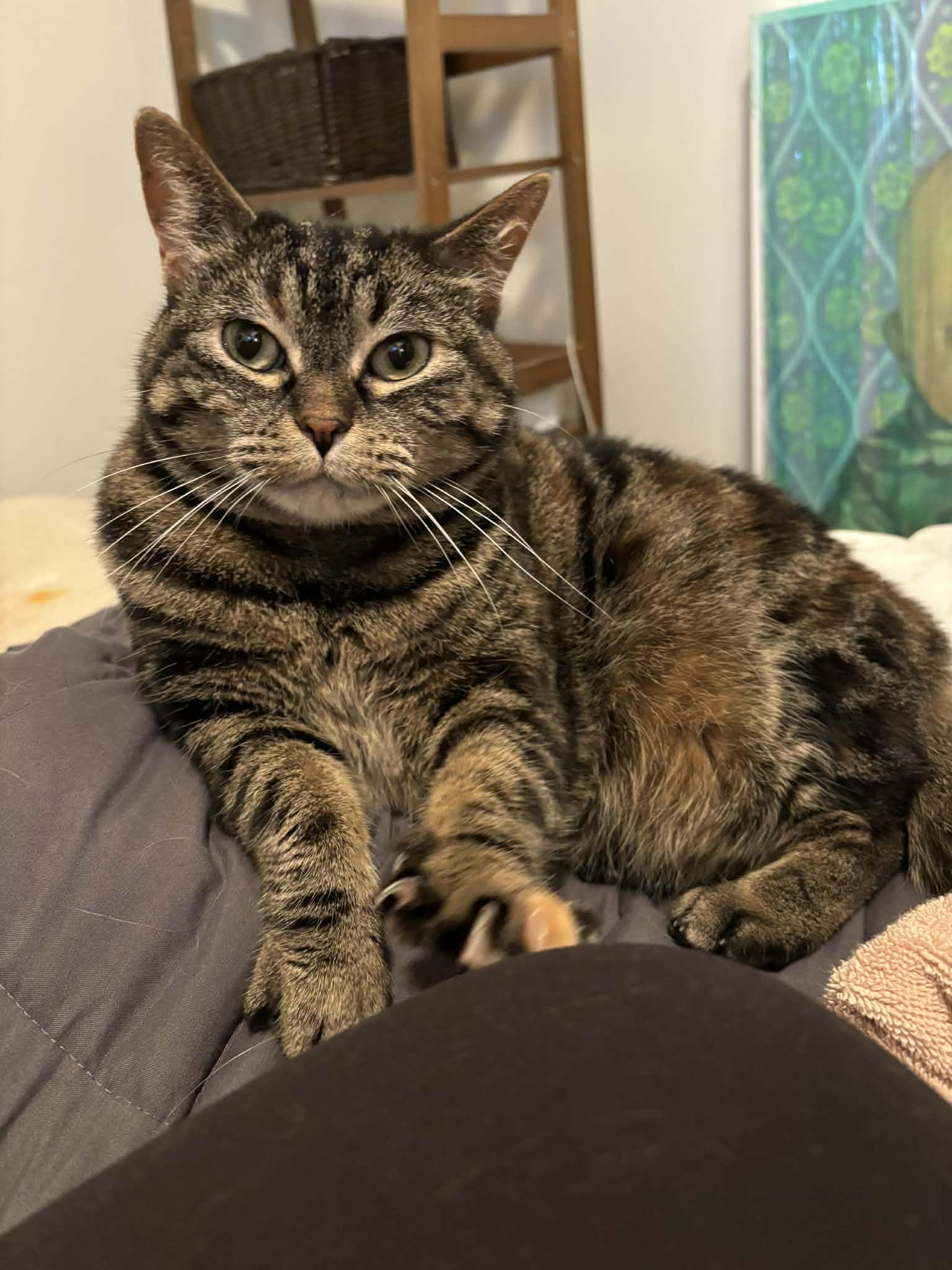 Chloe, adopted, Adult Female Torbie & Domestic Short Hair.