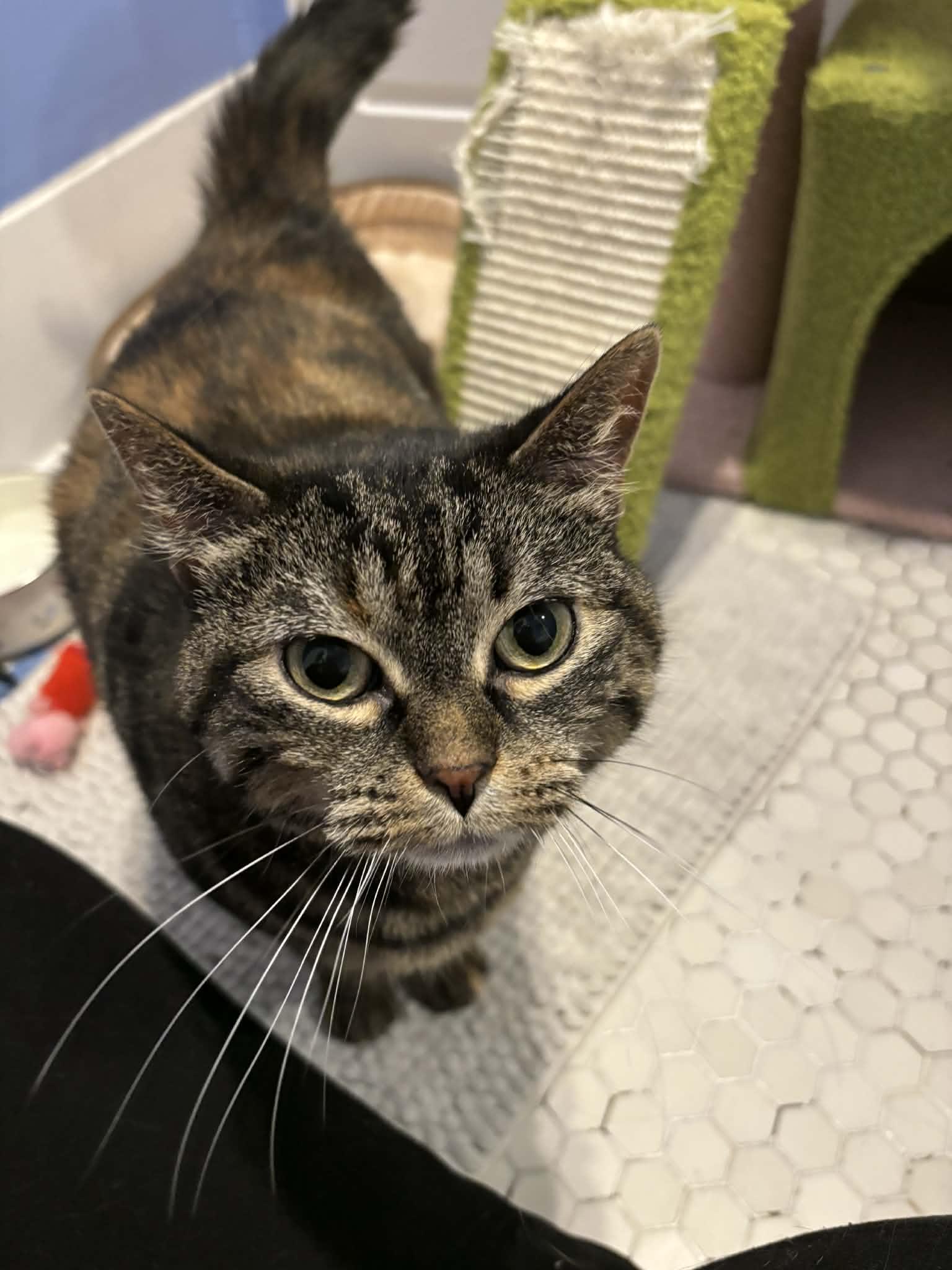 Chloe, an adopted mixed breed in Winnipeg, MB image 4/5